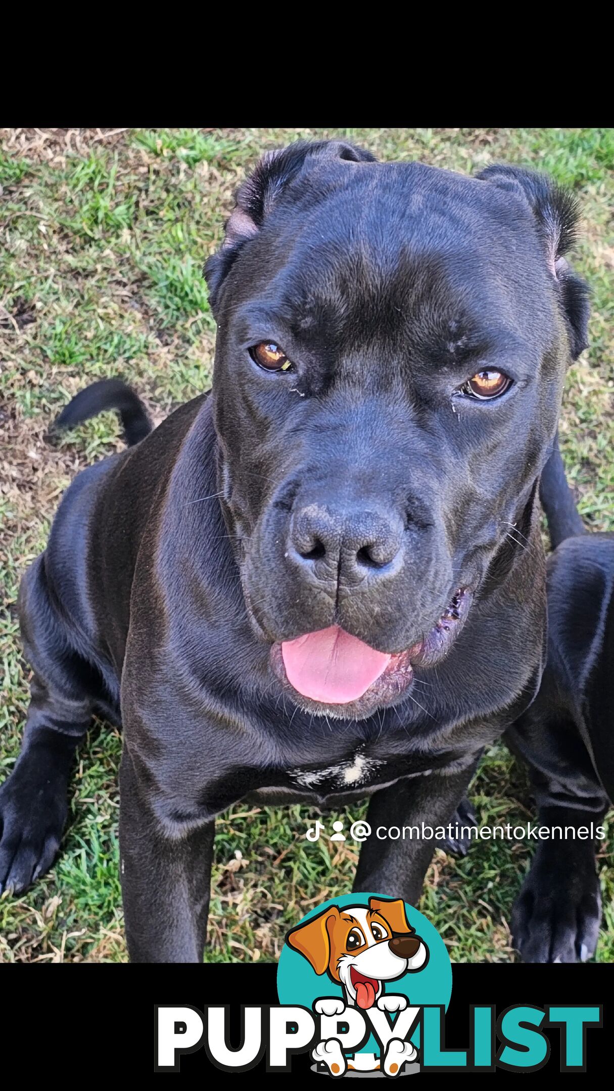 STRONG EUROPEAN BLOODINE CANE CORSO PUPPIES