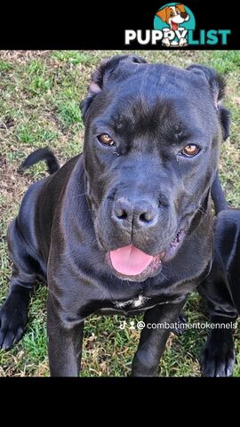 STRONG EUROPEAN BLOODINE CANE CORSO PUPPIES