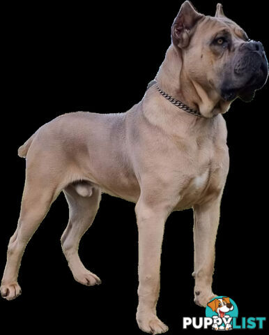 STRONG EUROPEAN BLOODINE CANE CORSO PUPPIES