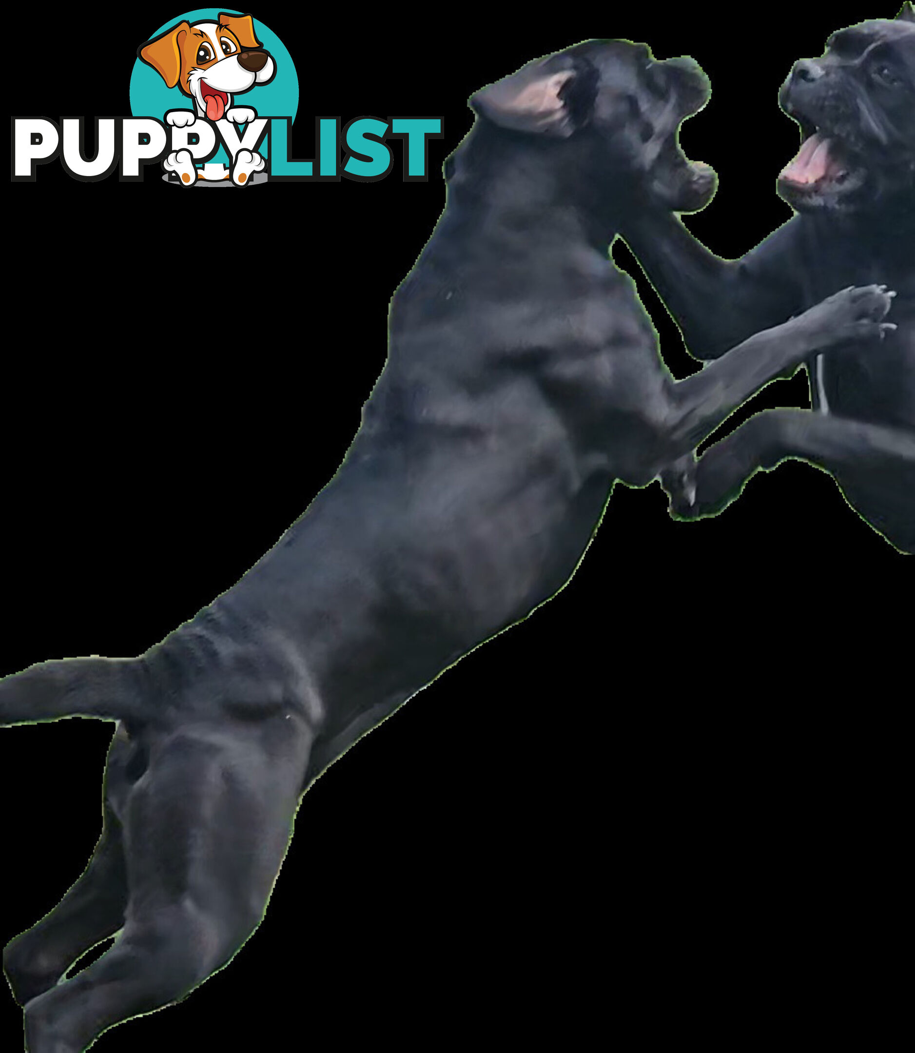 STRONG EUROPEAN BLOODINE CANE CORSO PUPPIES