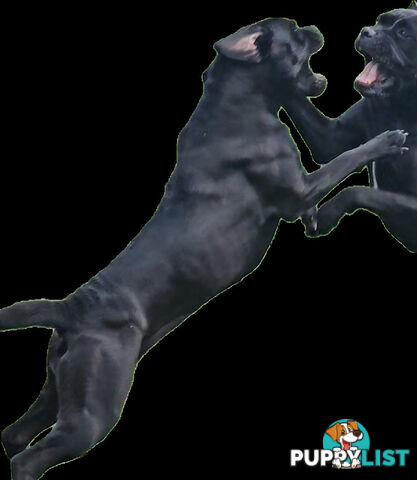 STRONG EUROPEAN BLOODINE CANE CORSO PUPPIES