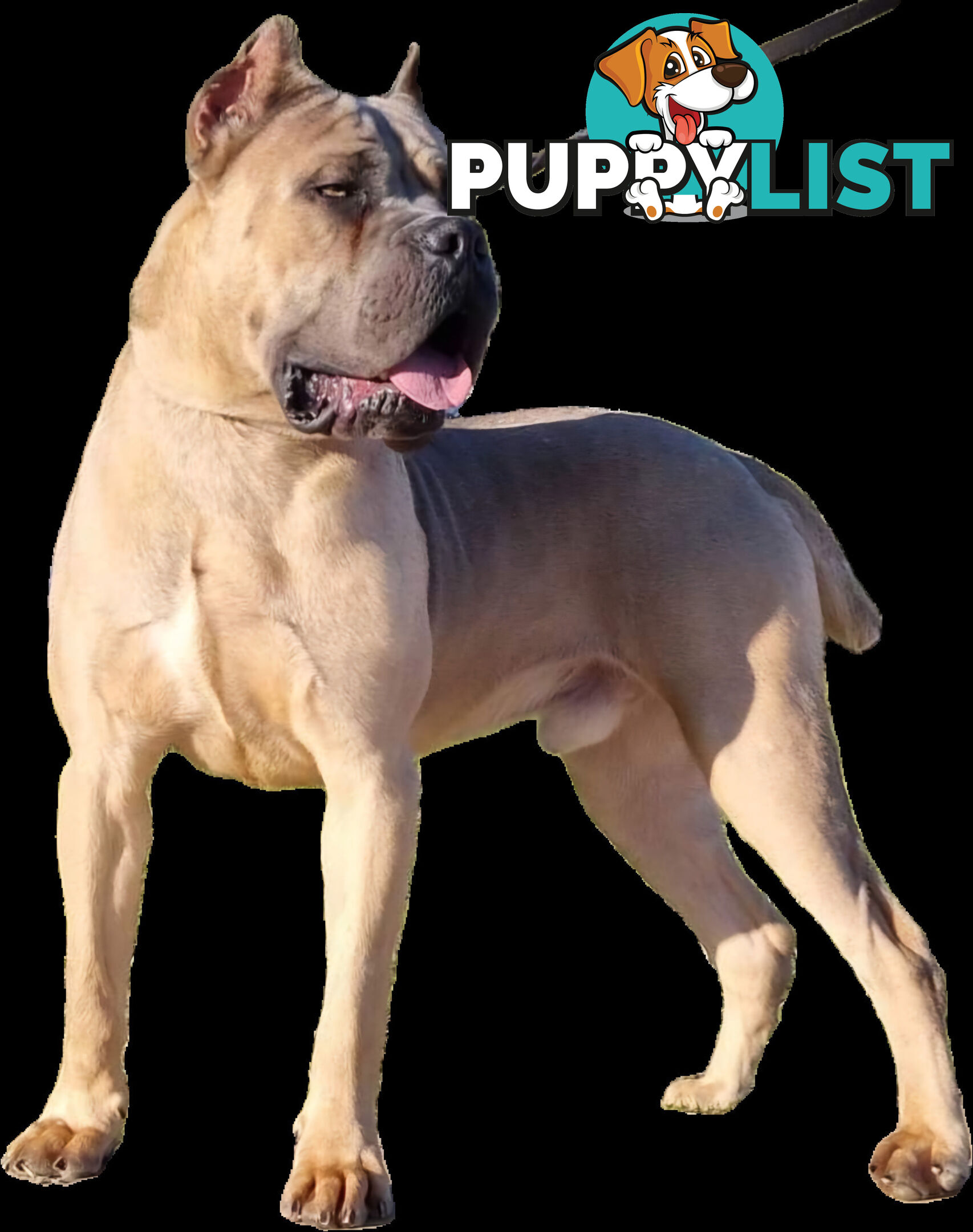 STRONG EUROPEAN BLOODINE CANE CORSO PUPPIES