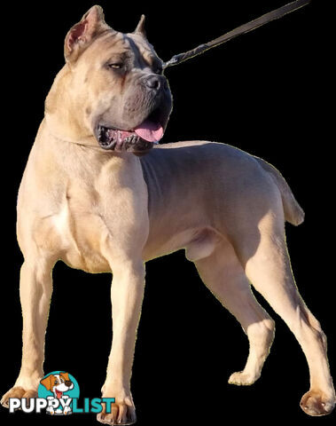 STRONG EUROPEAN BLOODINE CANE CORSO PUPPIES