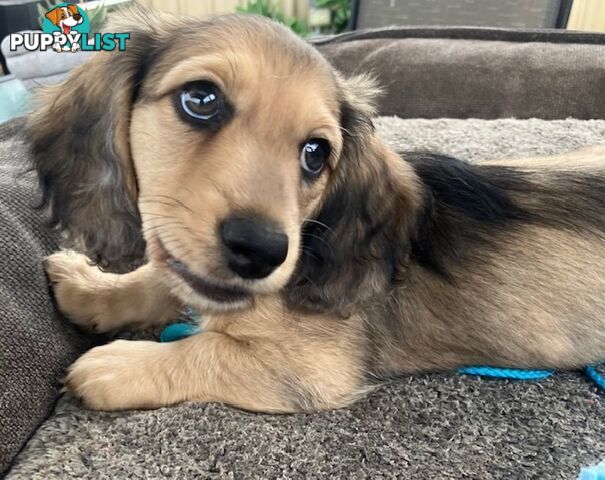 Gorgeous Miniature Longhaired Cream Dachshund Puppies