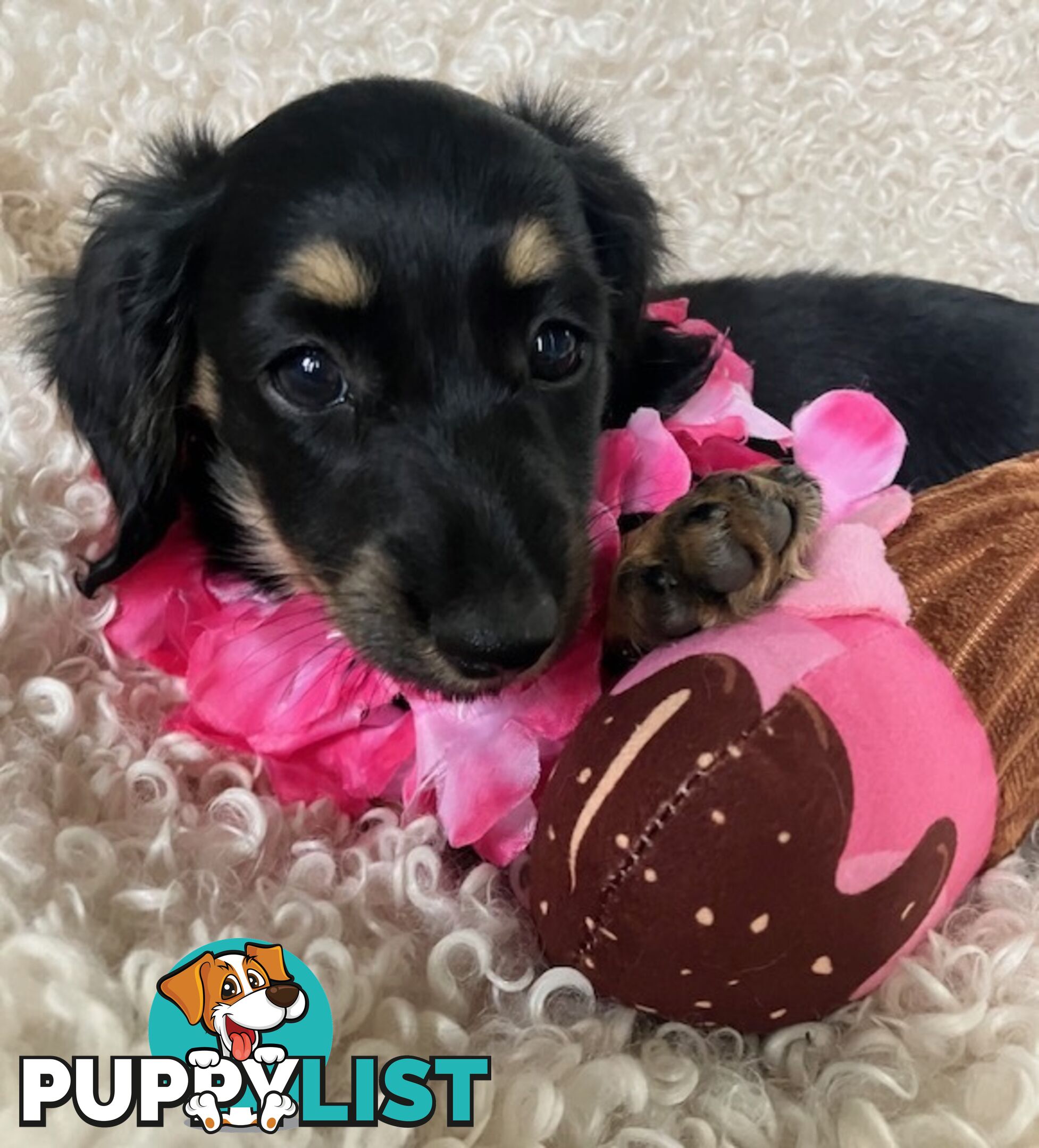 Gorgeous Miniature Longhaired Cream Dachshund Puppies