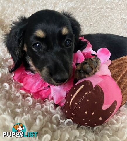 Gorgeous Miniature Longhaired Cream Dachshund Puppies