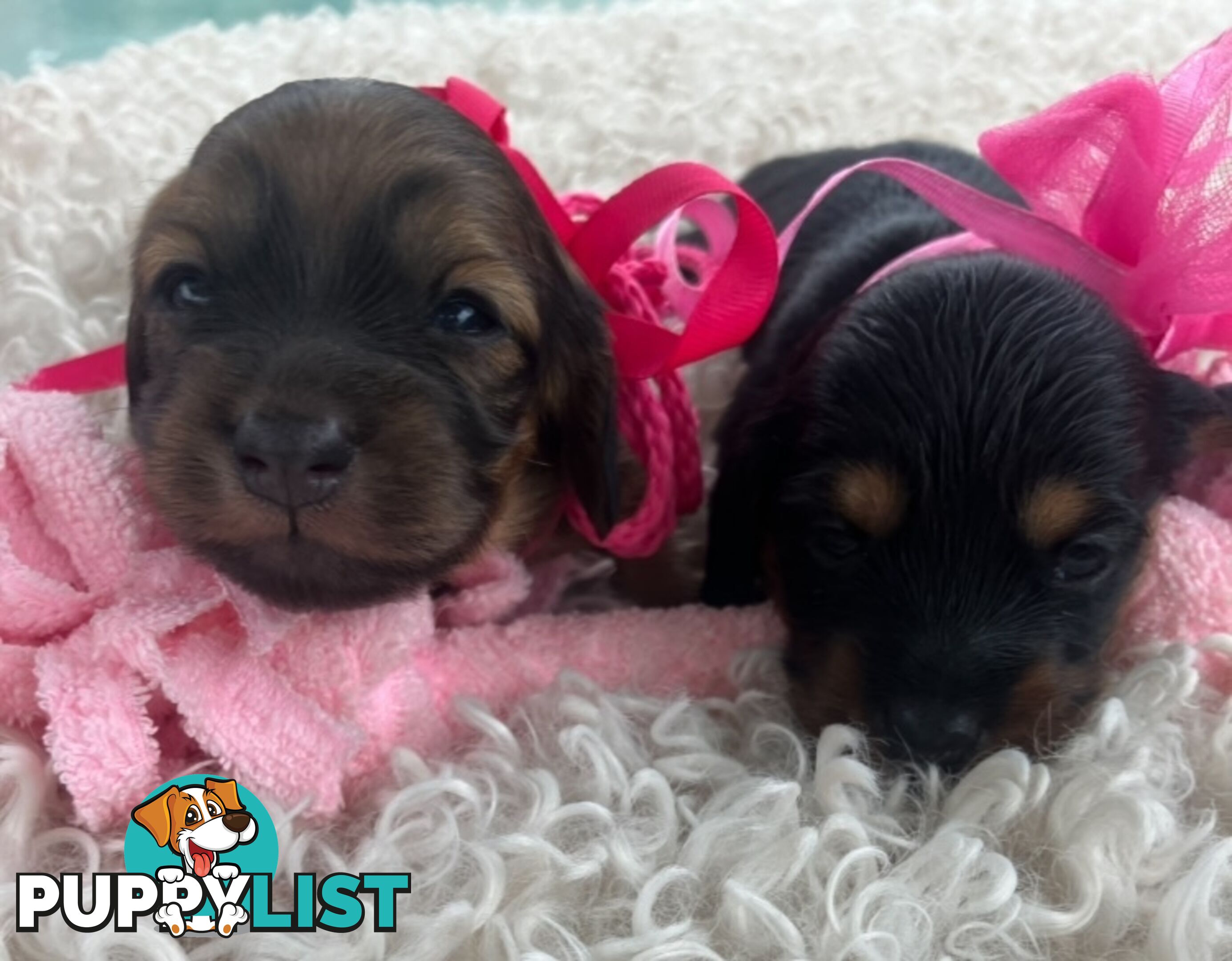 Gorgeous Miniature Longhaired Dachshund Puppies