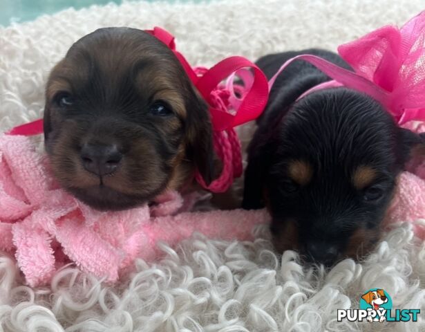 Gorgeous Miniature Longhaired Dachshund Puppies