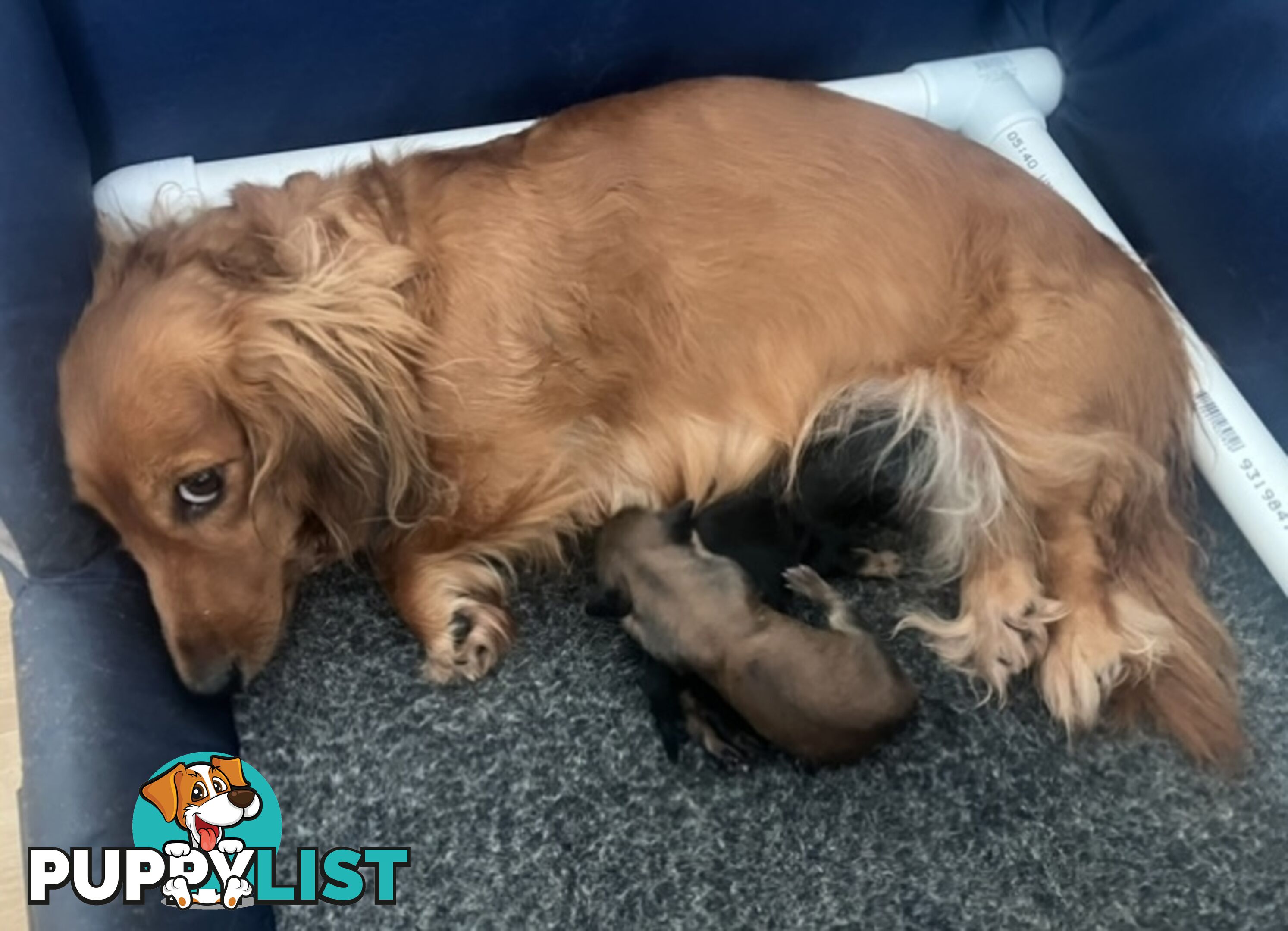 Gorgeous Miniature Longhaired Dachshund Puppies