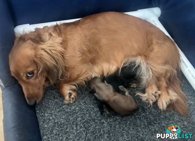 Gorgeous Miniature Longhaired Dachshund Puppies