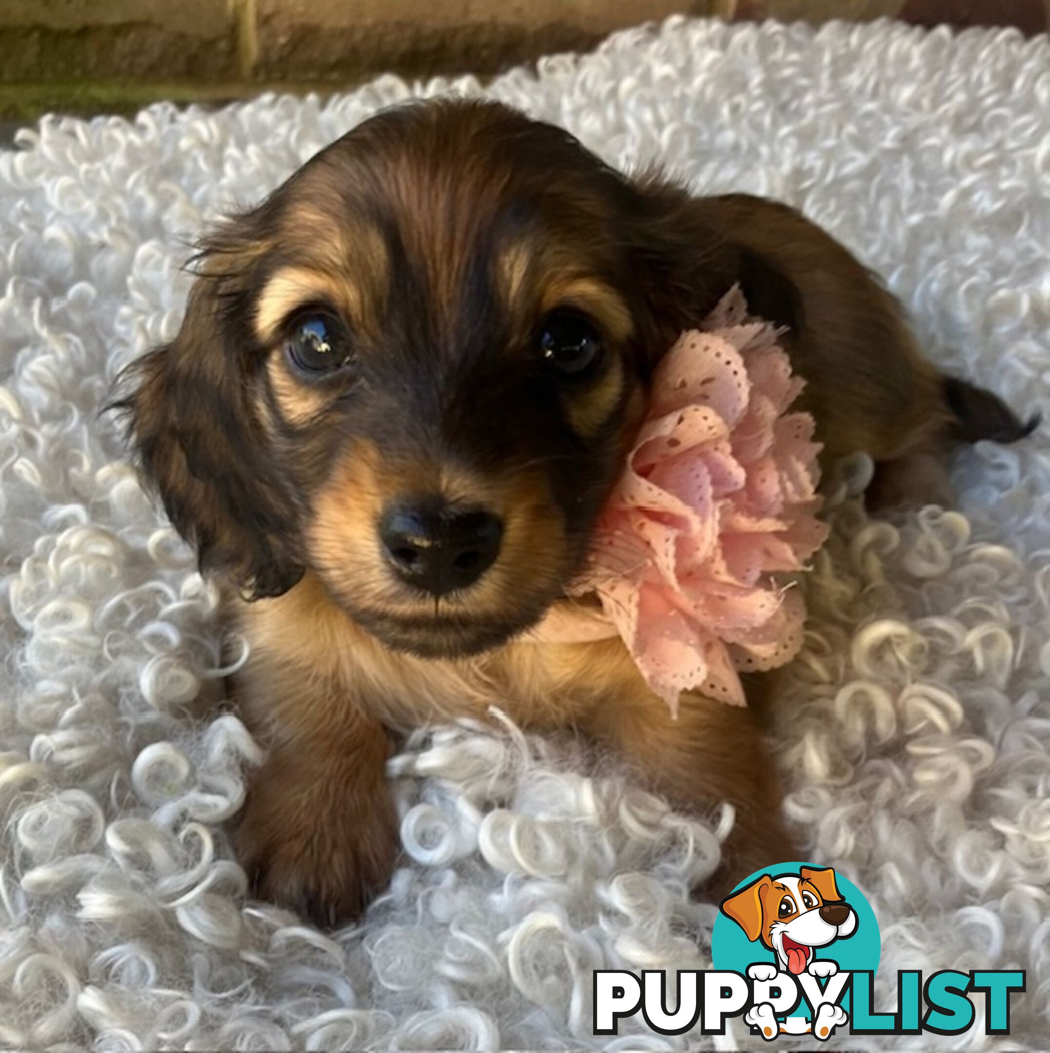 Gorgeous Miniature Longhaired Dachshund Puppies