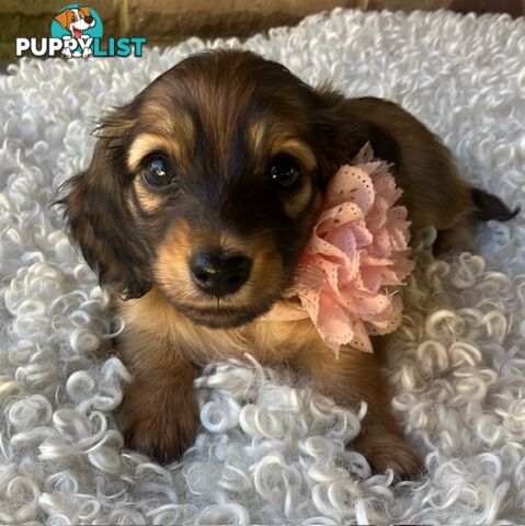 Gorgeous Miniature Longhaired Dachshund Puppies