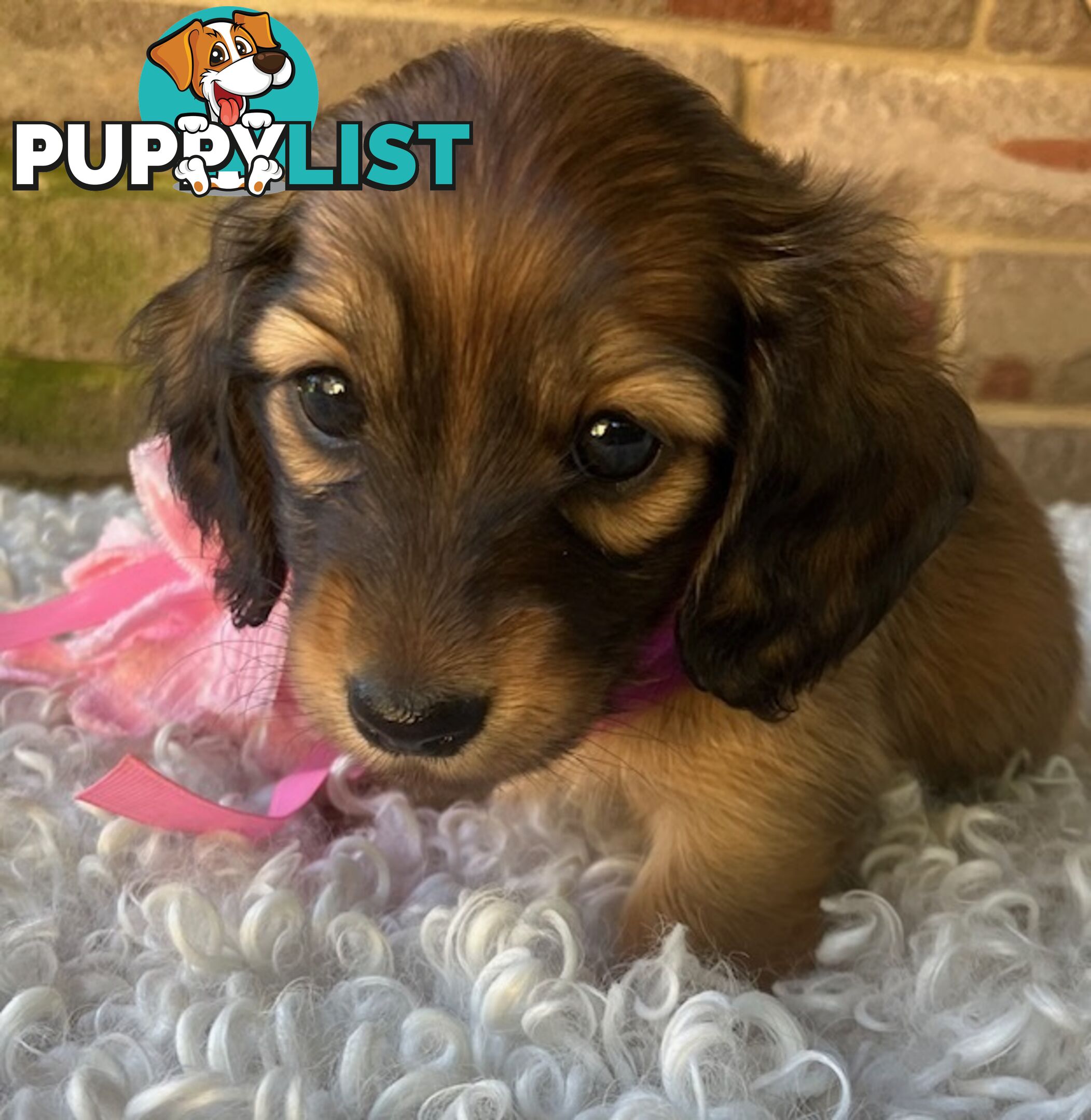 Gorgeous Miniature Longhaired Dachshund Puppies