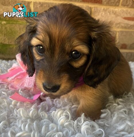 Gorgeous Miniature Longhaired Dachshund Puppies