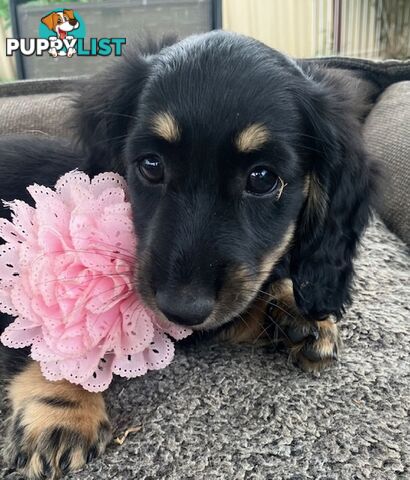 Gorgeous Miniature Longhaired Cream Dachshund Puppies