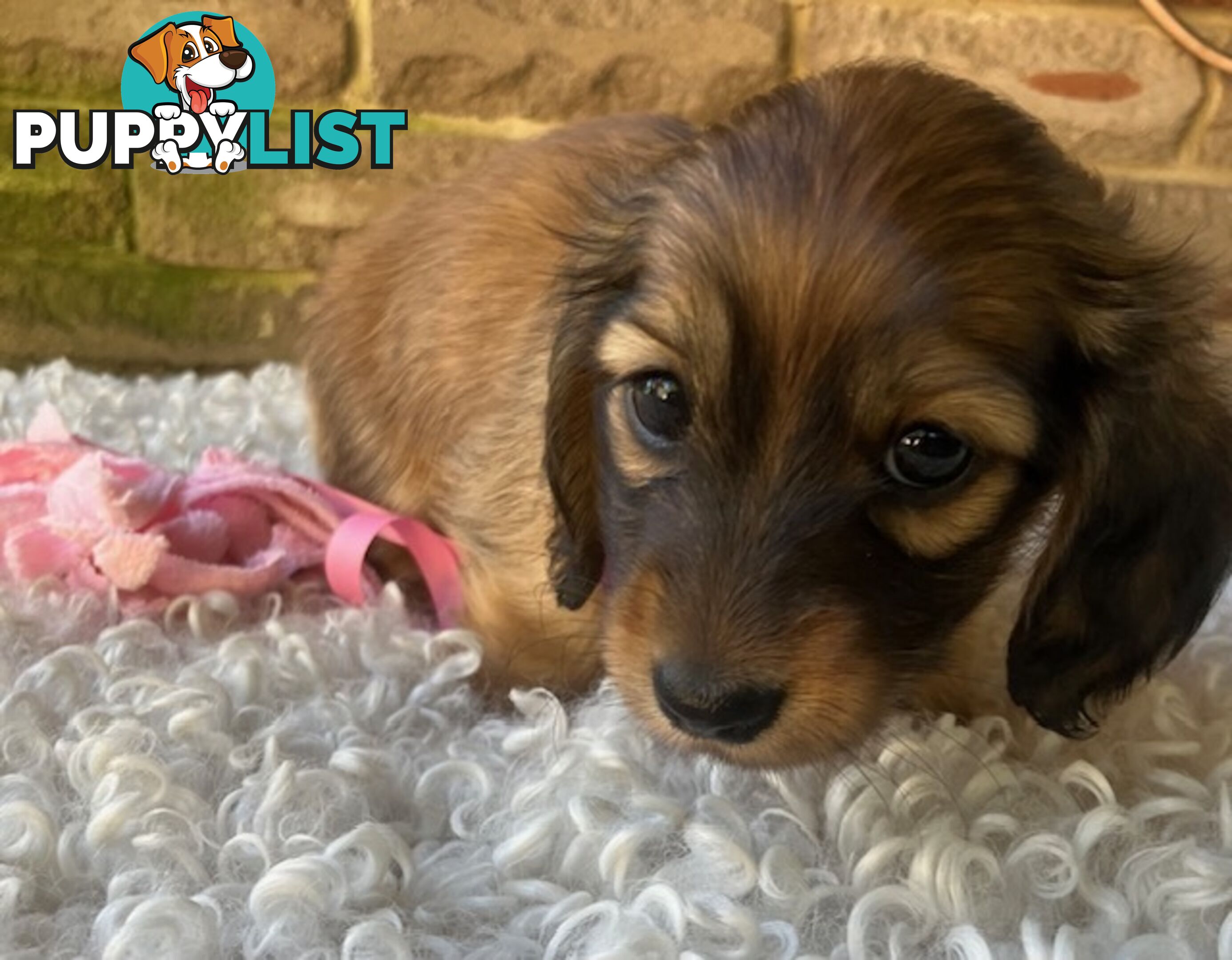 Gorgeous Miniature Longhaired Dachshund Puppies