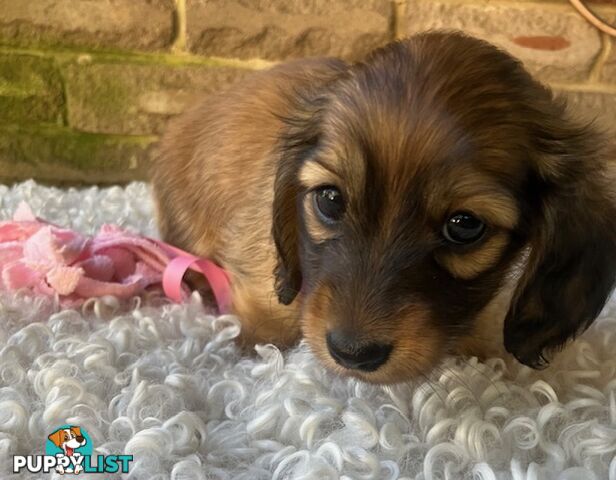 Gorgeous Miniature Longhaired Dachshund Puppies