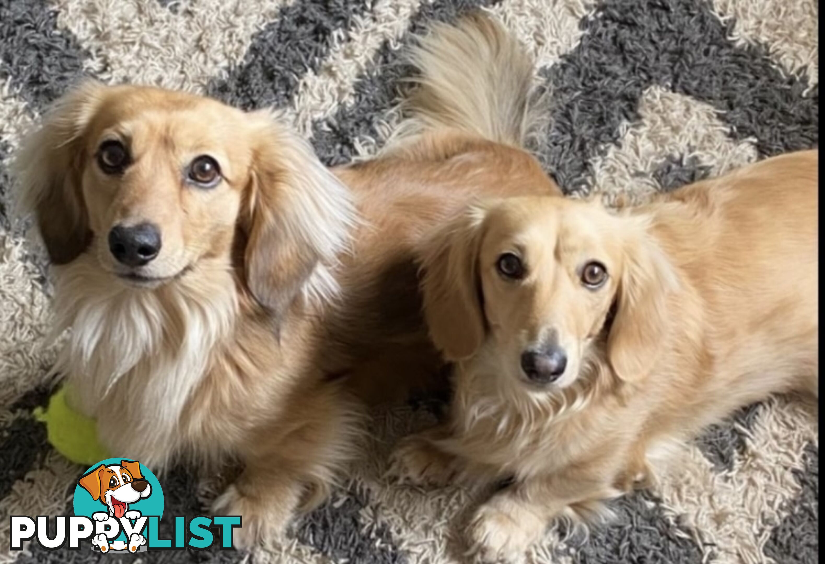 Gorgeous Miniature Longhaired Cream Dachshund Puppies