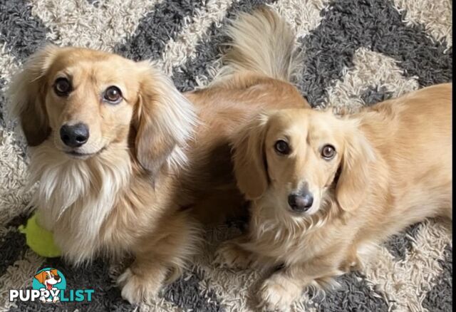 Gorgeous Miniature Longhaired Cream Dachshund Puppies