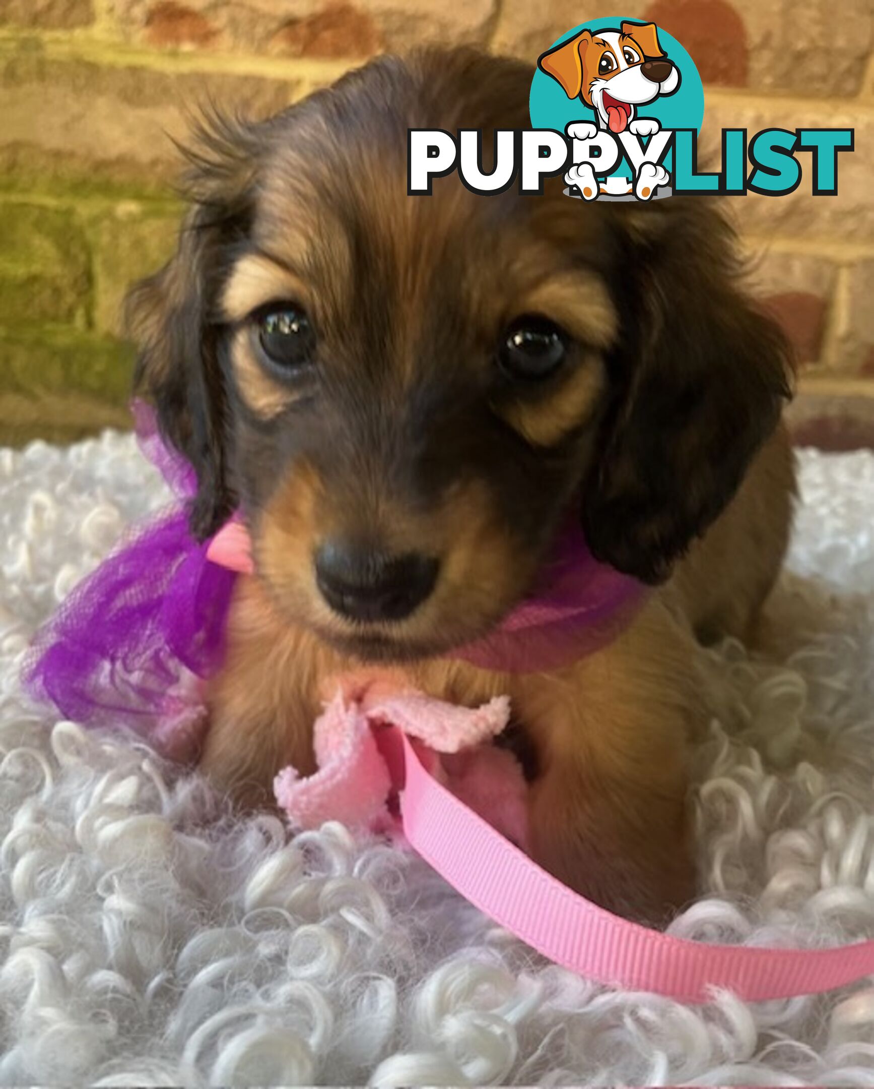 Gorgeous Miniature Longhaired Dachshund Puppies