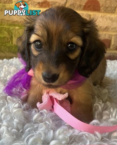 Gorgeous Miniature Longhaired Dachshund Puppies