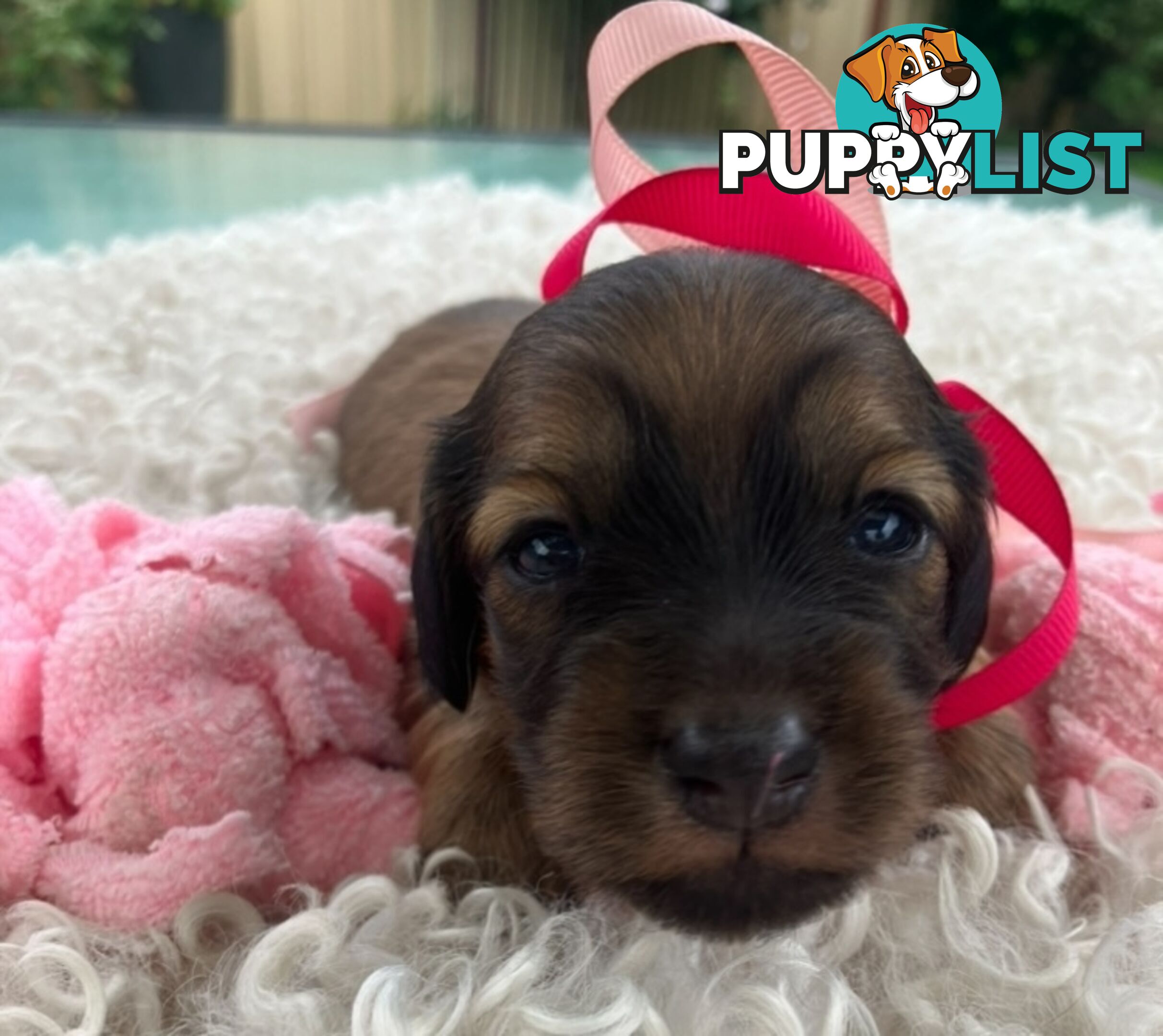 Gorgeous Miniature Longhaired Dachshund Puppies