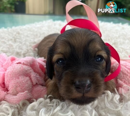 Gorgeous Miniature Longhaired Dachshund Puppies