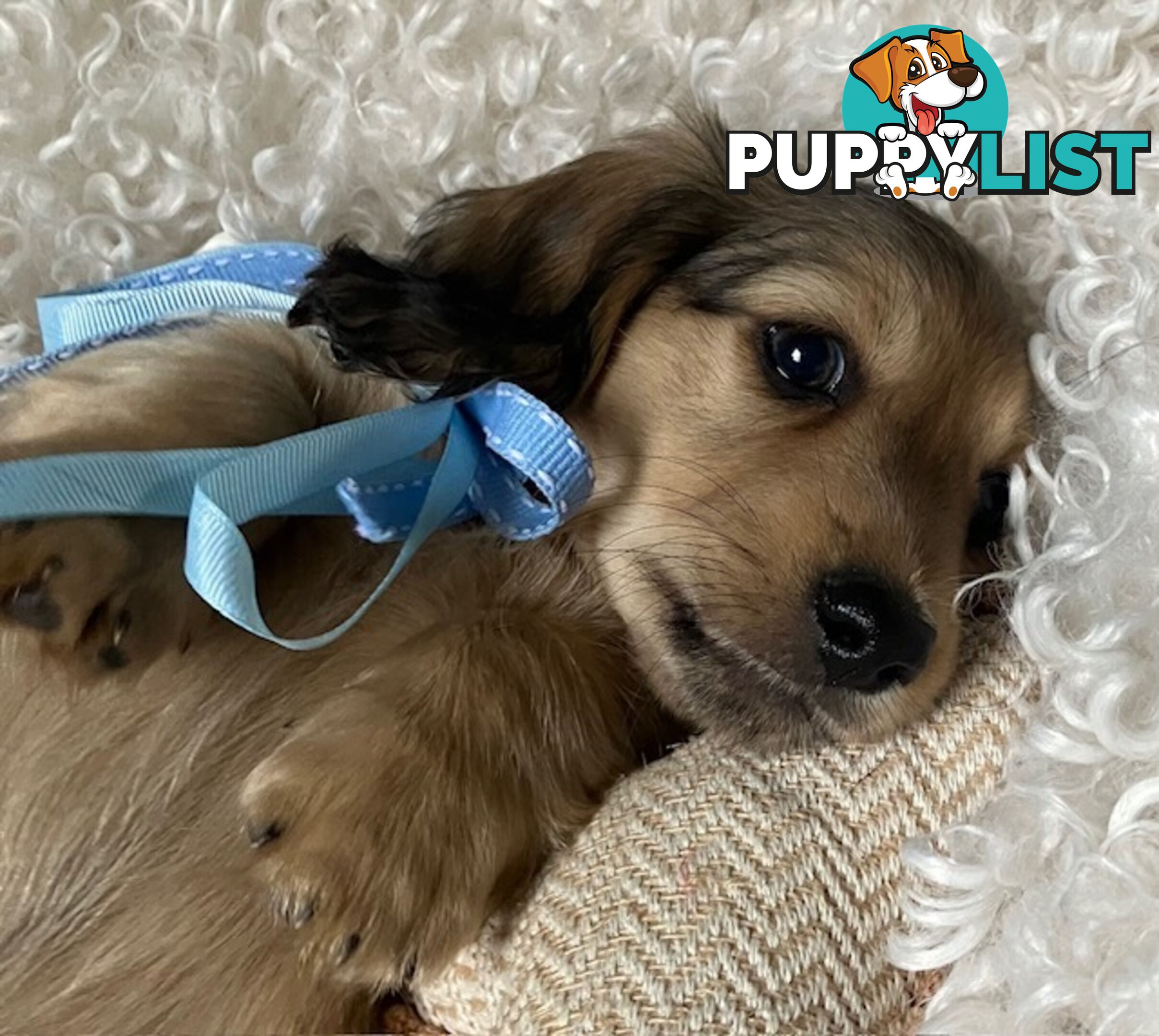 Gorgeous Miniature Longhaired Cream Dachshund Puppies