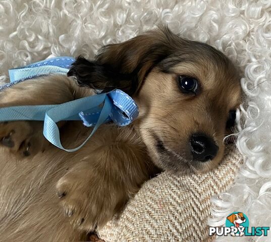 Gorgeous Miniature Longhaired Cream Dachshund Puppies