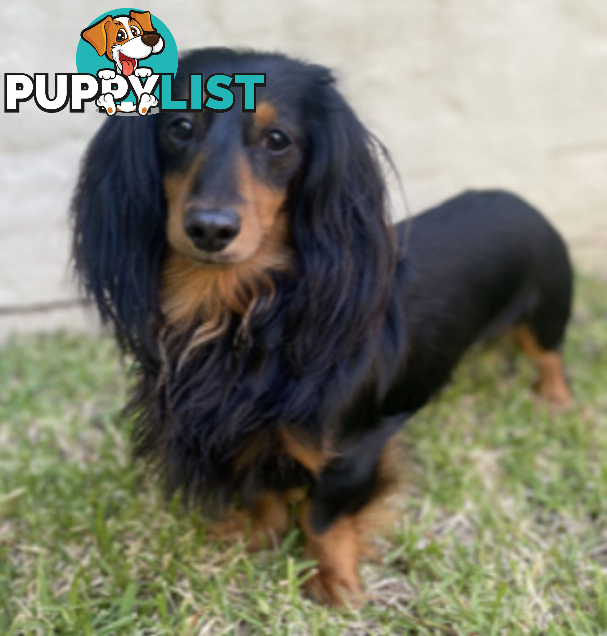 Gorgeous Miniature Longhaired Dachshund Puppies