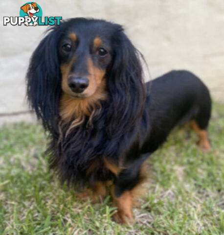 Gorgeous Miniature Longhaired Dachshund Puppies