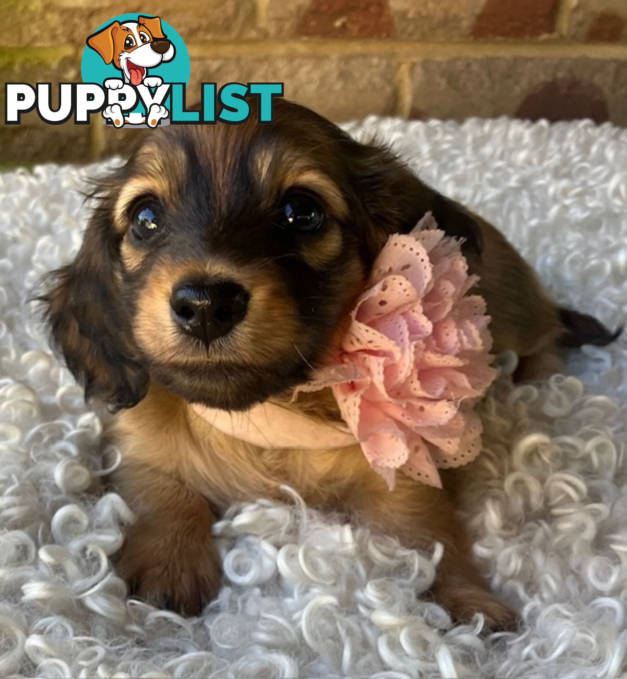 Gorgeous Miniature Longhaired Dachshund Puppies