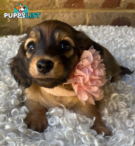 Gorgeous Miniature Longhaired Dachshund Puppies