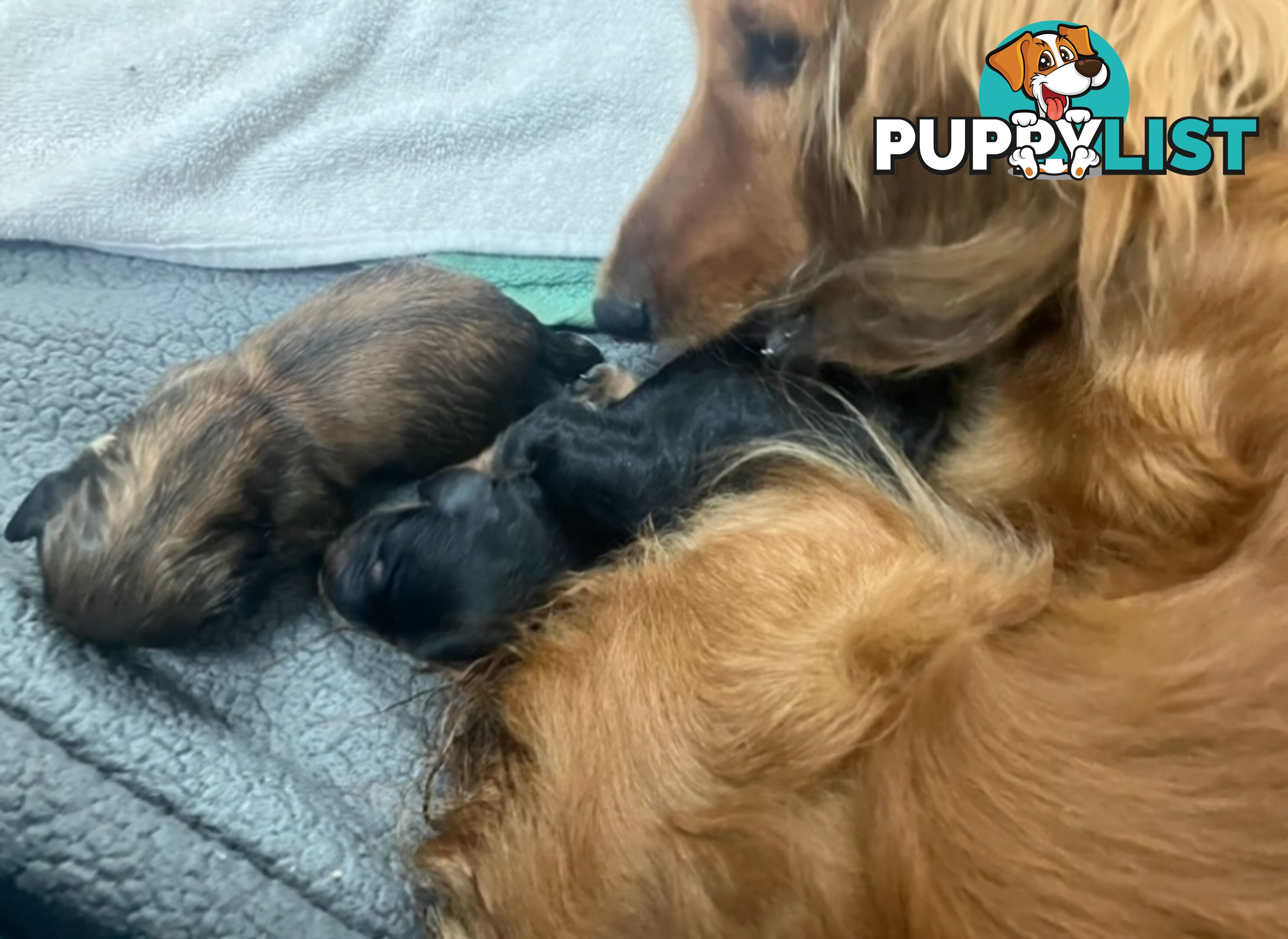 Gorgeous Miniature Longhaired Dachshund Puppies