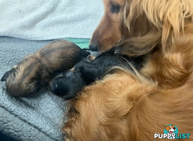 Gorgeous Miniature Longhaired Dachshund Puppies