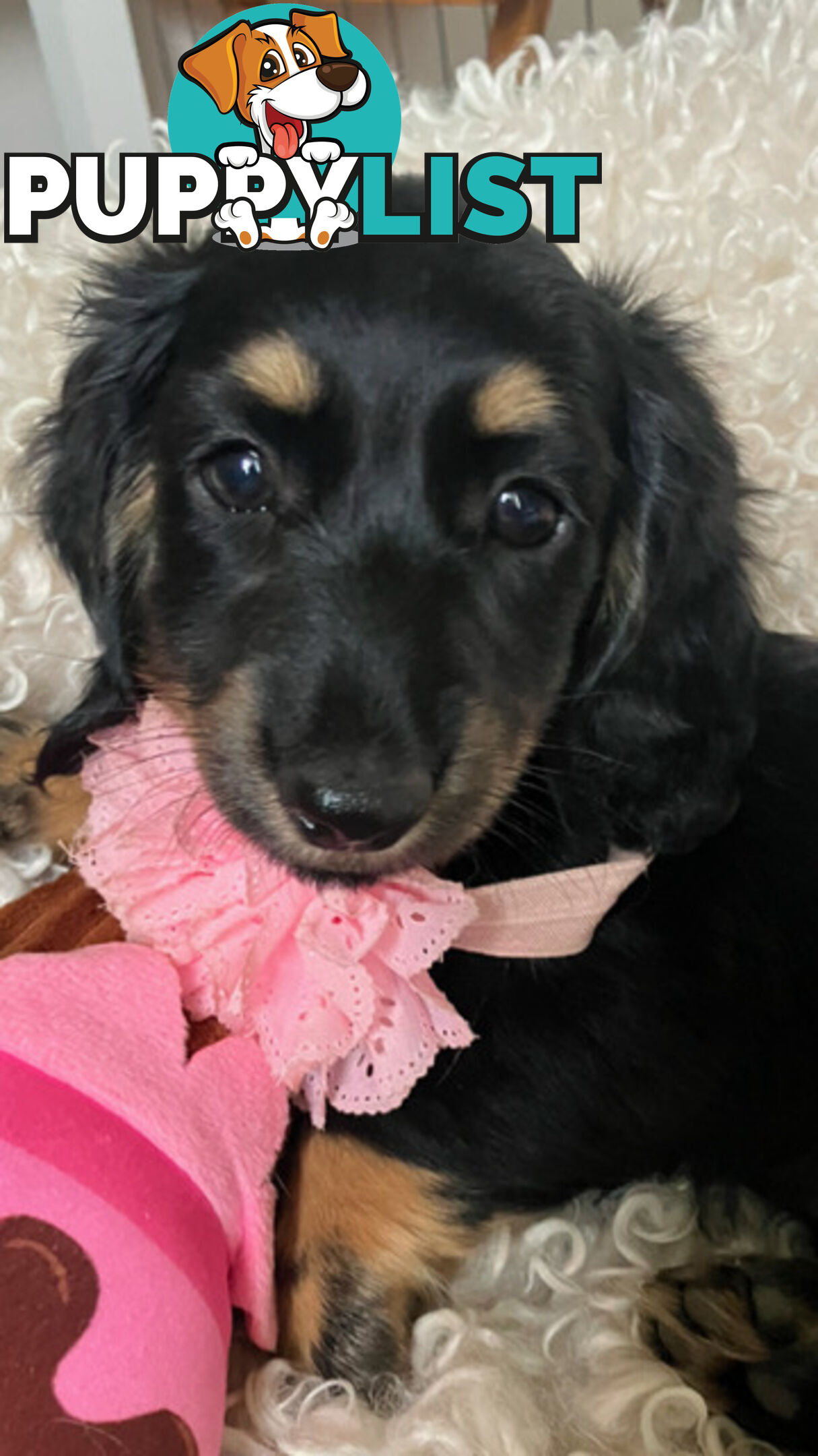 Gorgeous Miniature Longhaired Cream Dachshund Puppies