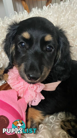 Gorgeous Miniature Longhaired Cream Dachshund Puppies