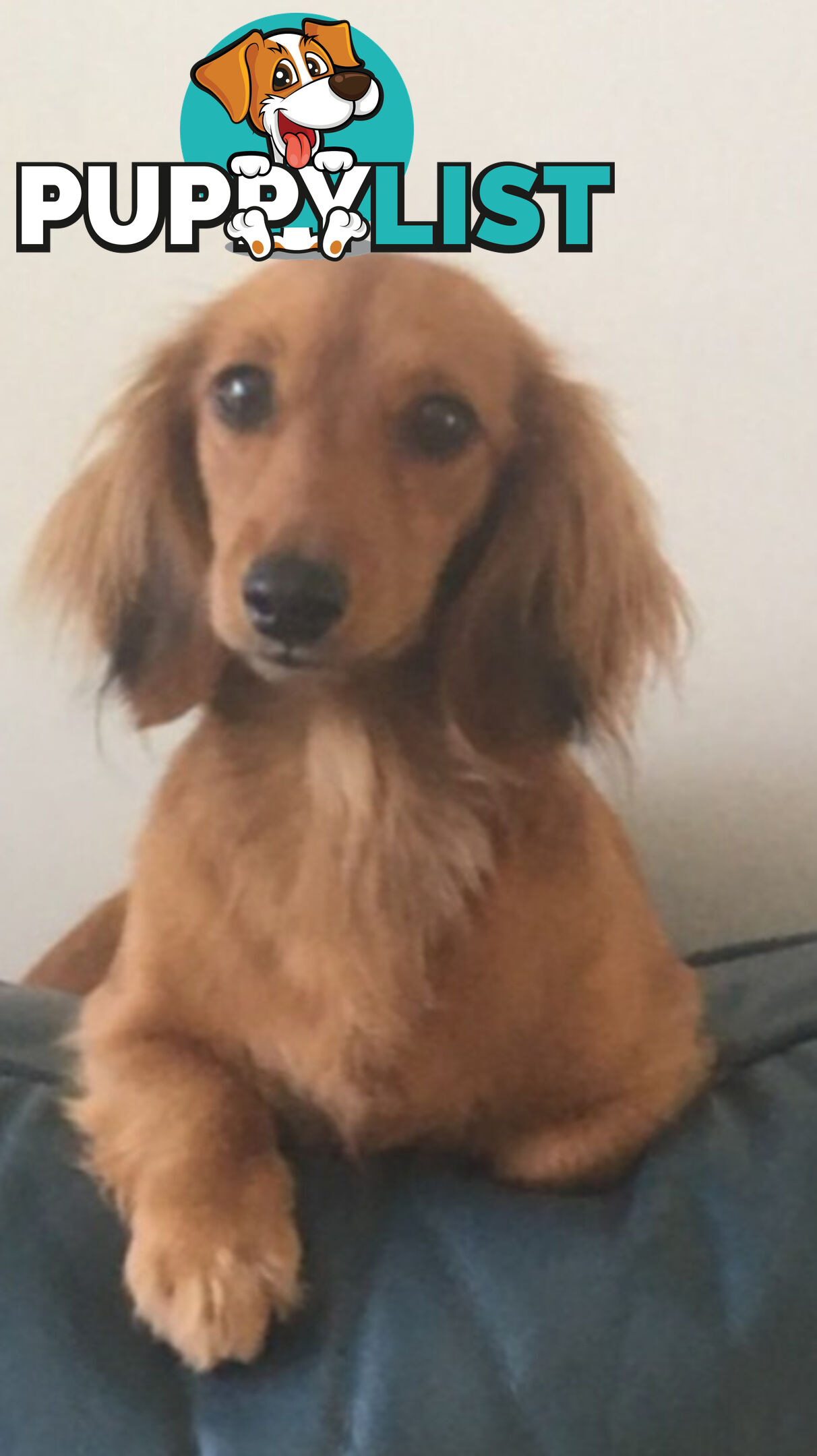 Gorgeous Miniature Longhaired Dachshund Puppies