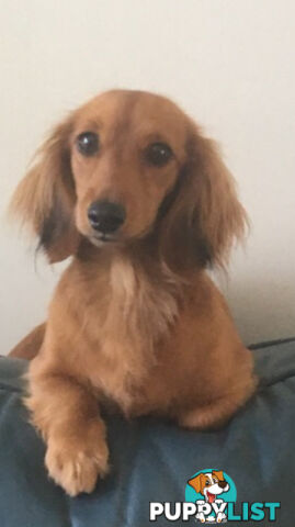 Gorgeous Miniature Longhaired Dachshund Puppies