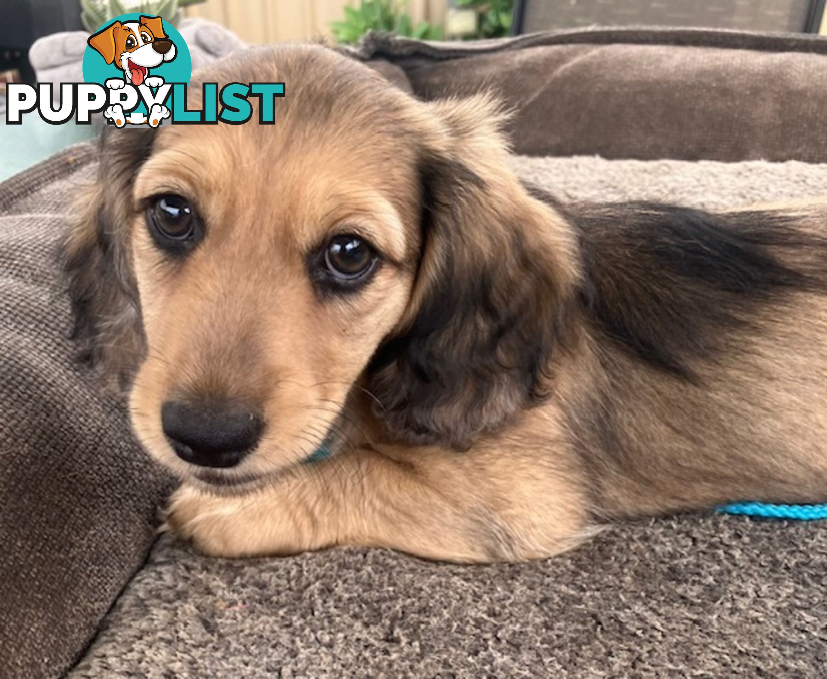 Gorgeous Miniature Longhaired Cream Dachshund Puppies