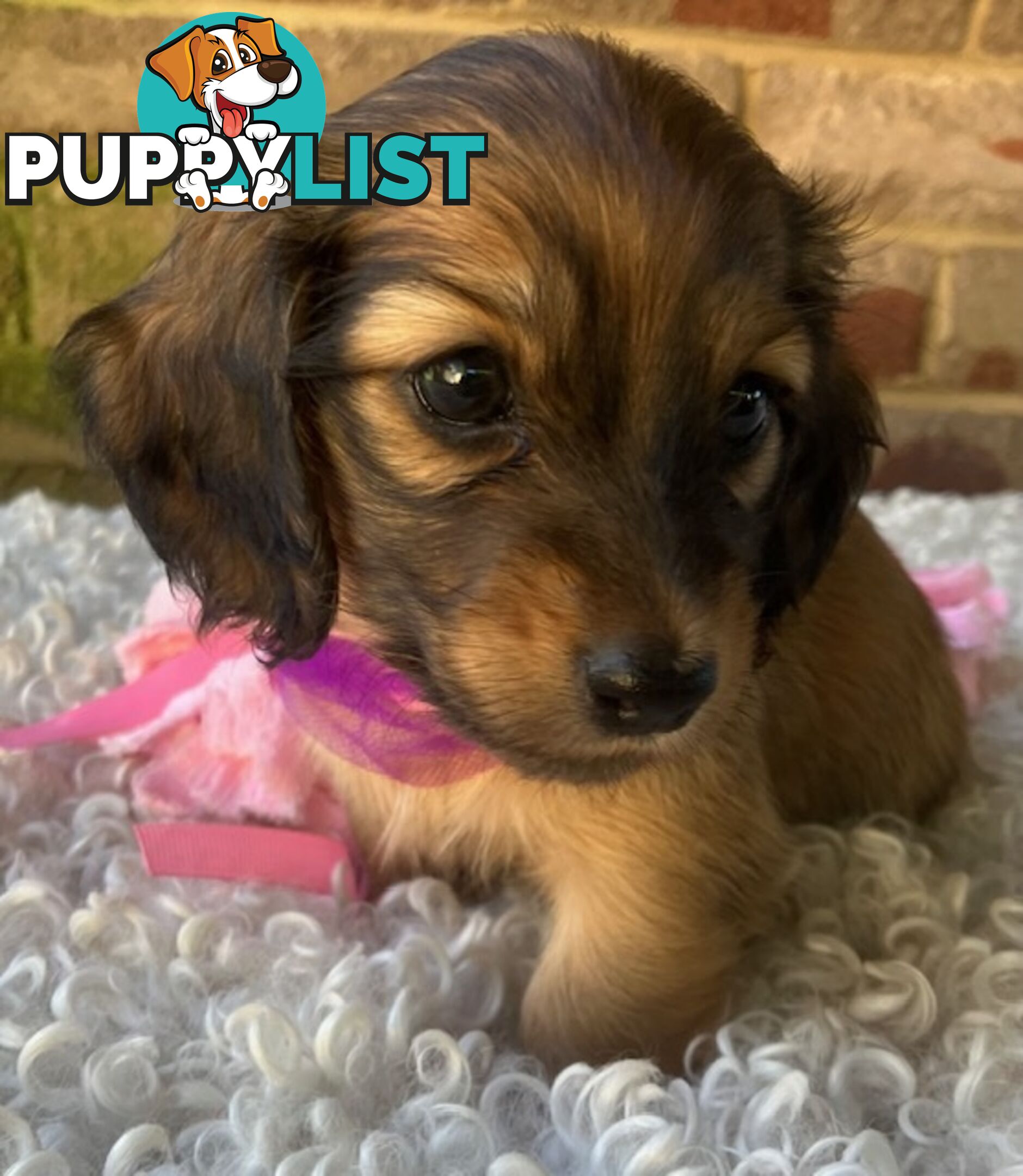 Gorgeous Miniature Longhaired Dachshund Puppies