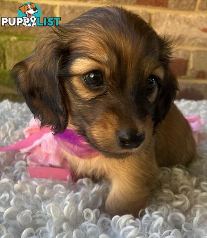 Gorgeous Miniature Longhaired Dachshund Puppies