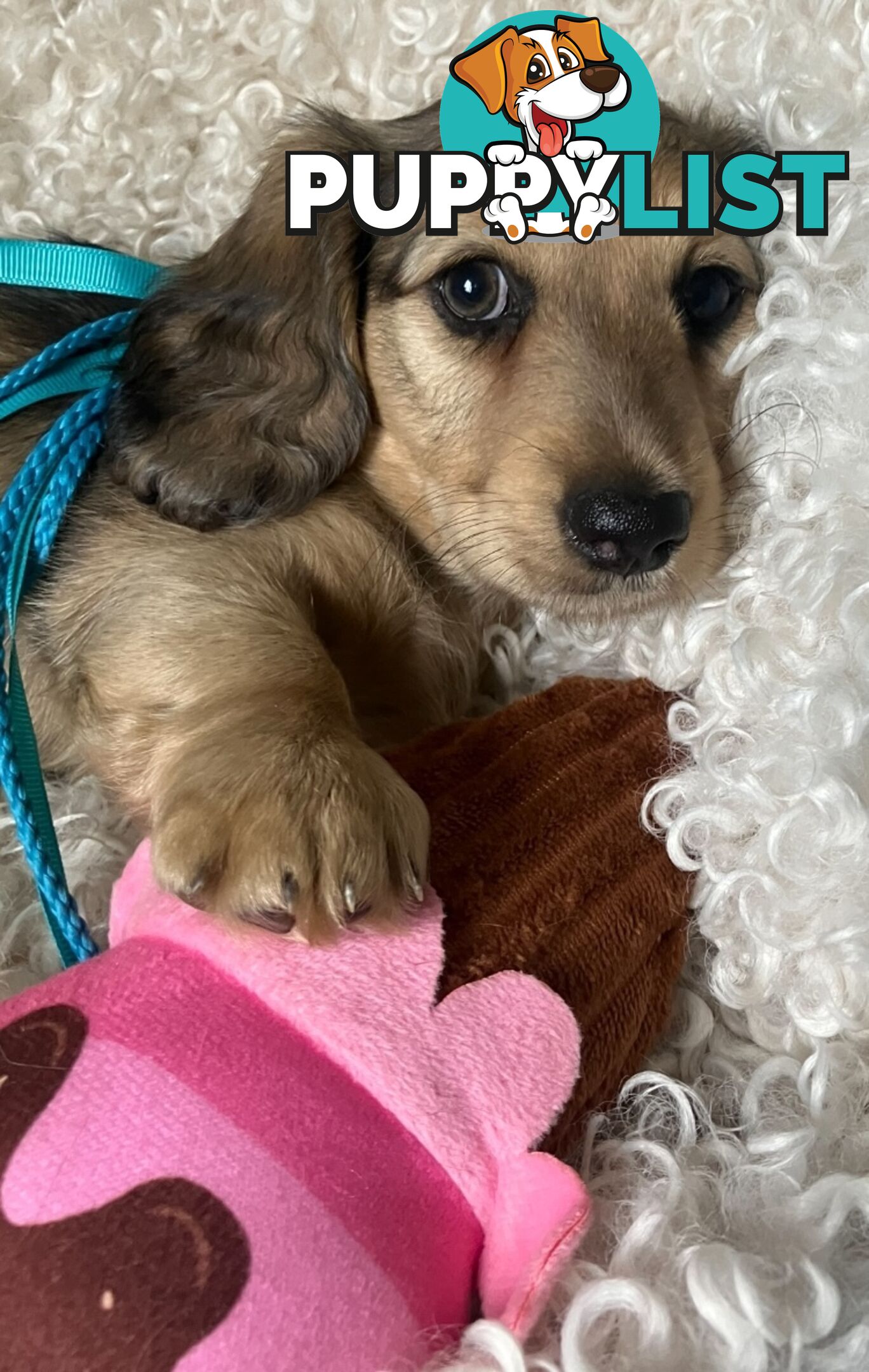 Gorgeous Miniature Longhaired Cream Dachshund Puppies