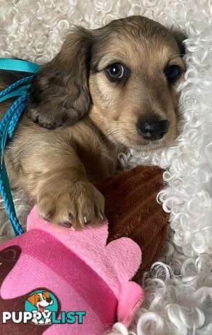 Gorgeous Miniature Longhaired Cream Dachshund Puppies