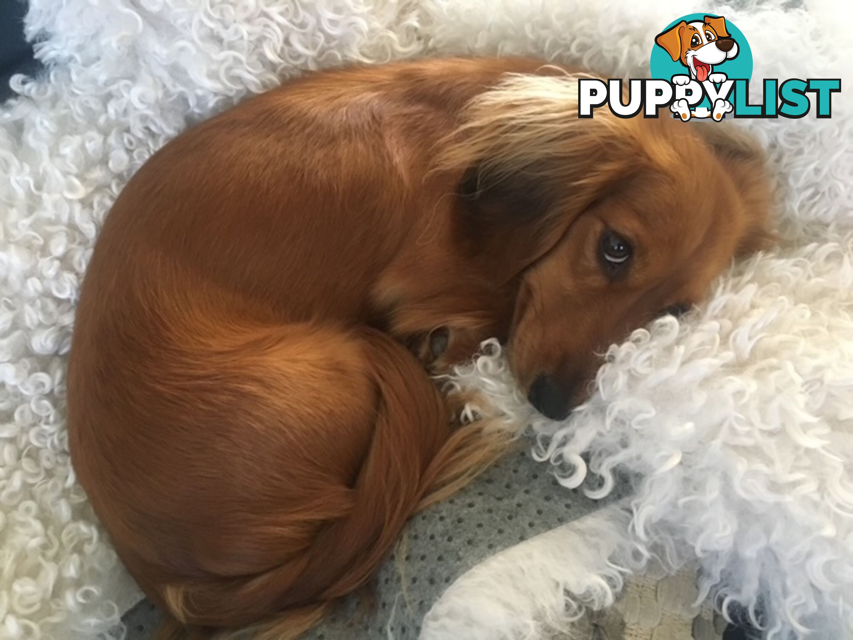 Gorgeous Miniature Longhaired Dachshund Puppies