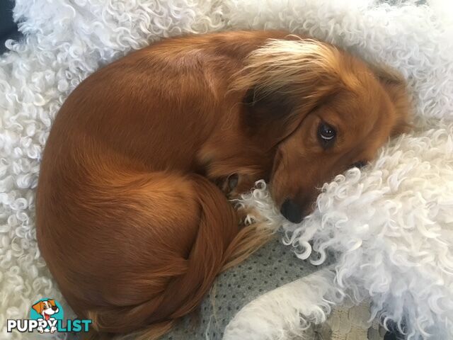 Gorgeous Miniature Longhaired Dachshund Puppies