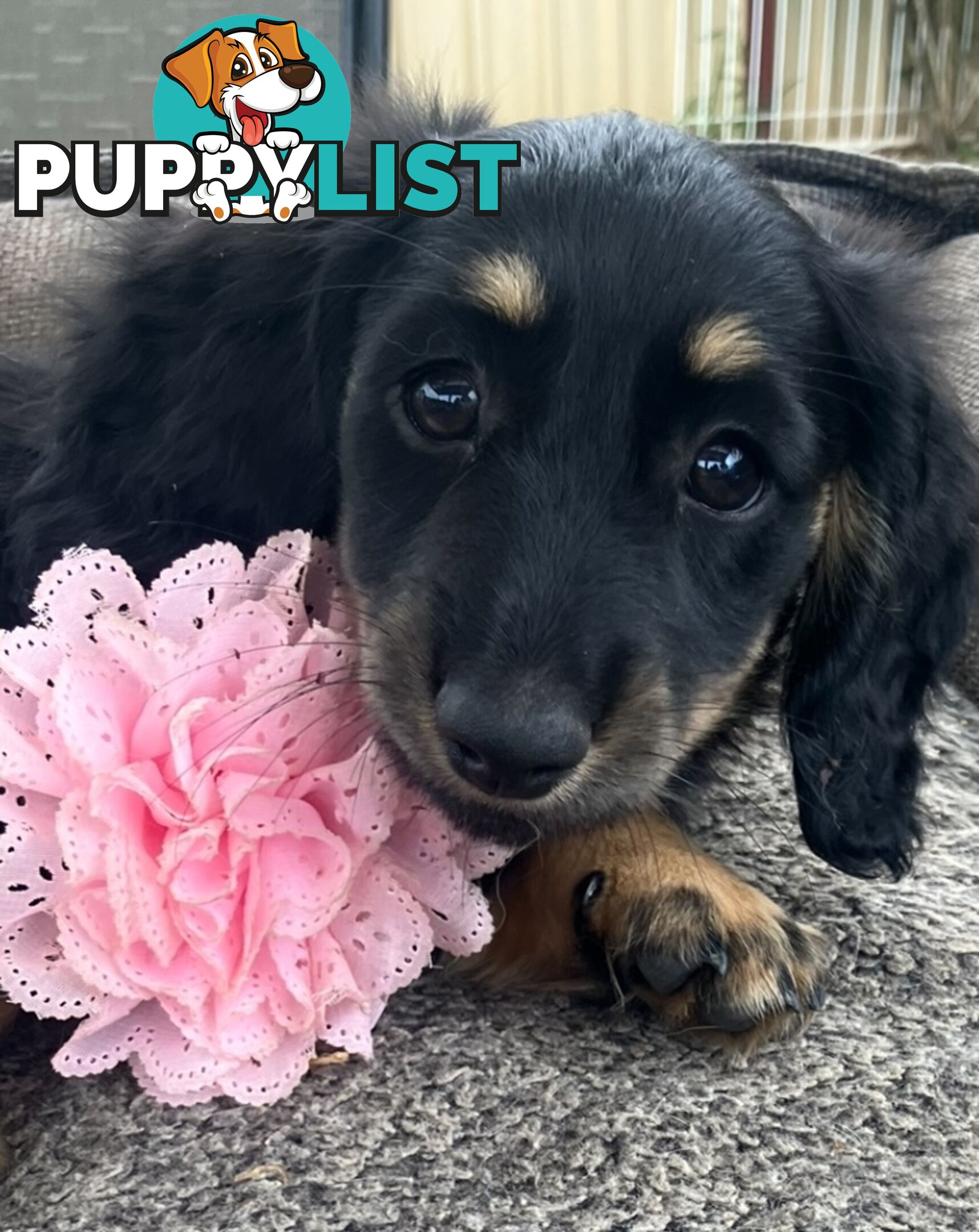 Gorgeous Miniature Longhaired Cream Dachshund Puppies