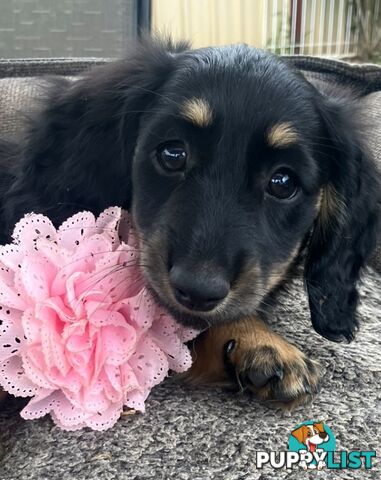 Gorgeous Miniature Longhaired Cream Dachshund Puppies