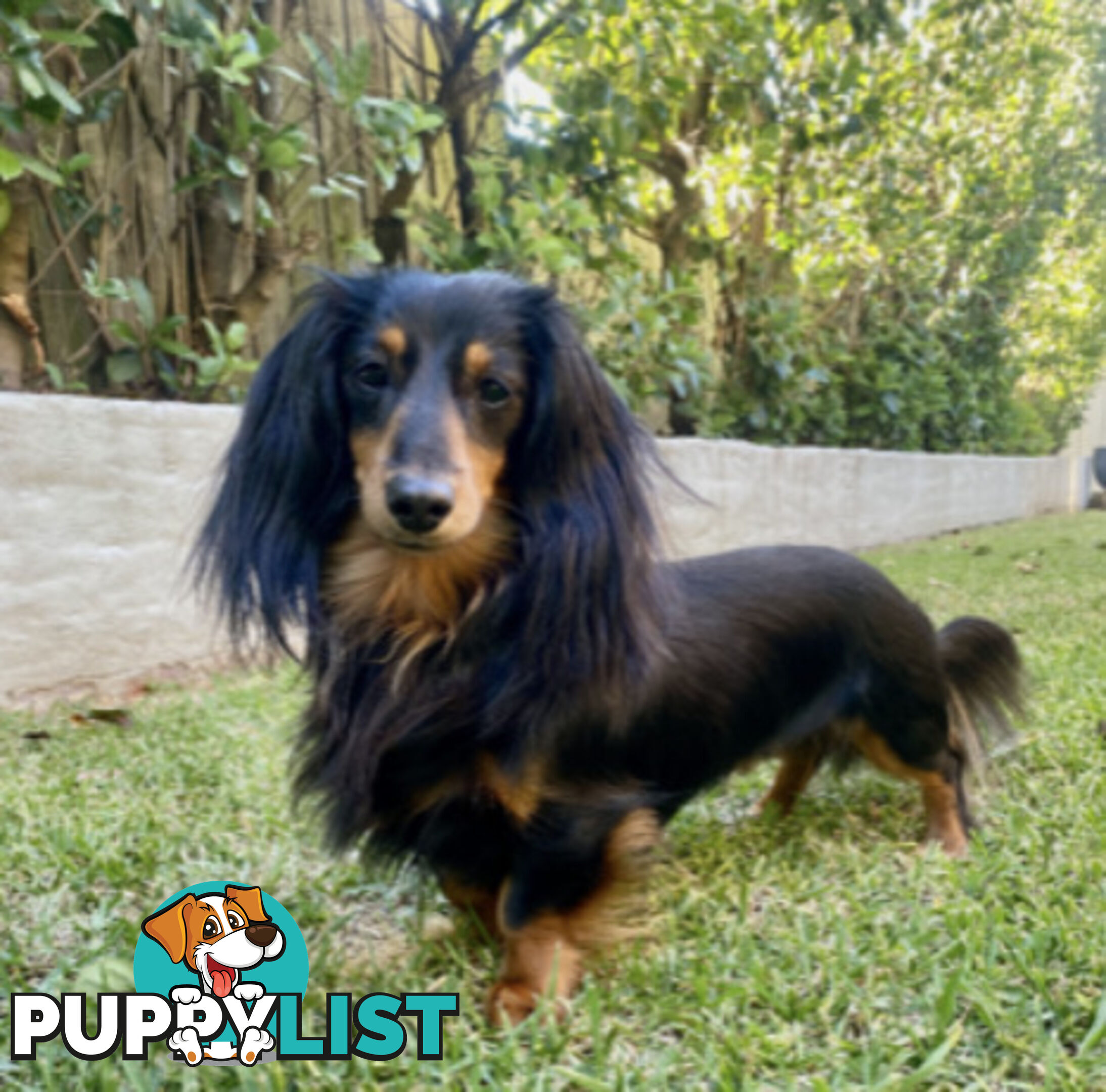 Gorgeous Miniature Longhaired Dachshund Puppies