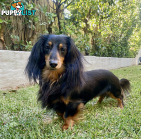 Gorgeous Miniature Longhaired Dachshund Puppies